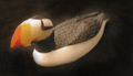 SKU P0000142B